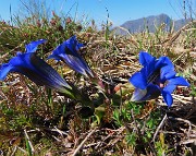 45 Gentiana Clusii (Genziana di Clusio)